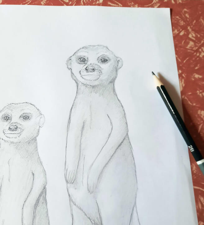 Drawing for Kids: Meerkats